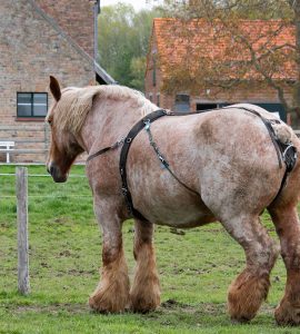 cheval de trait